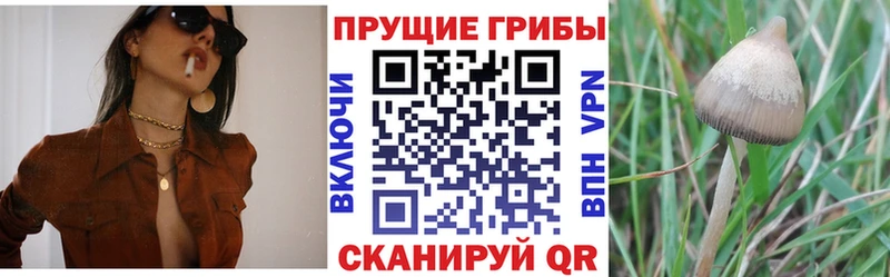 купить наркотики цена KRAKEN сайт Псилоцибиновые грибы Psilocybine cubensis Гвардейск